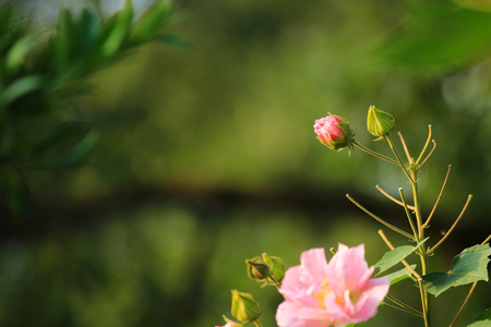 Beautiful hibiscus flower in autumn parkの写真素材