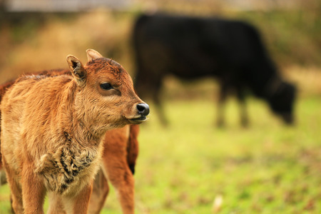 Little ox looking at the cameraの写真素材