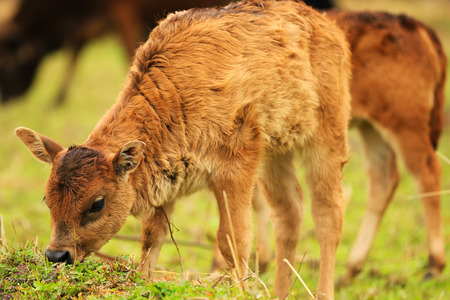 Grazing calfの写真素材