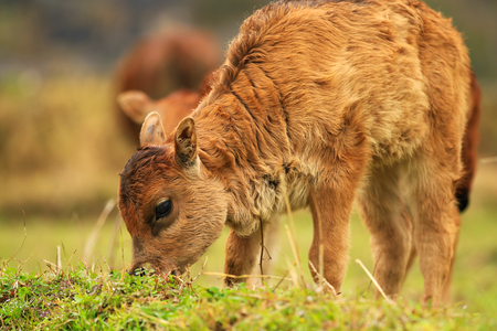 Grazing calfの写真素材