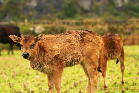 Little calf staring at the cameraの写真素材