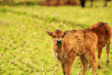 Little calf staring at the cameraの写真素材