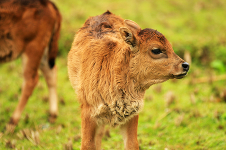 Little calf staring at the cameraの写真素材