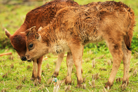 2 calves in the fieldの写真素材