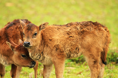 2 calves in the fieldの写真素材