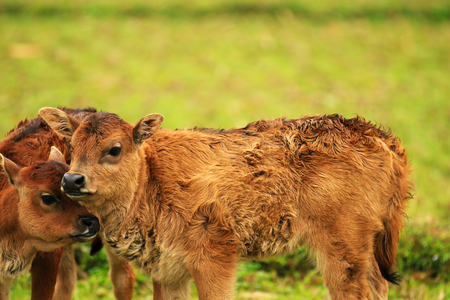 2 calves in the fieldの写真素材