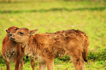 2 calves in the fieldの写真素材