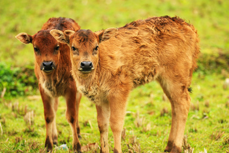 Small ox looking at the cameraの写真素材