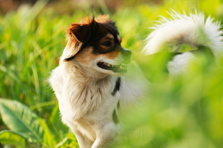 a pet dog standing in the field looking backの写真素材