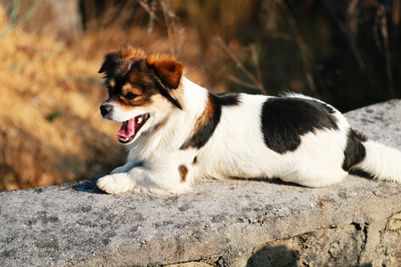 Yawning pet dog on the groundの写真素材