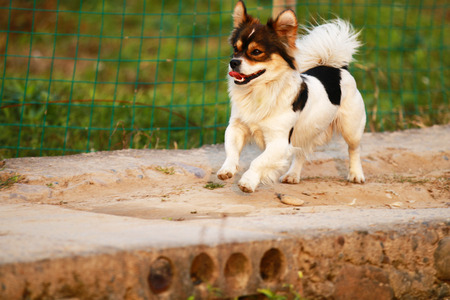 Pet dog running on a country roadの写真素材