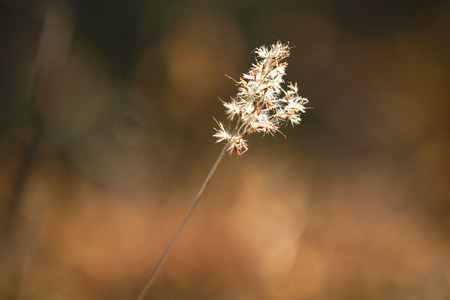 Beautiful weeds in winter sunsetの写真素材