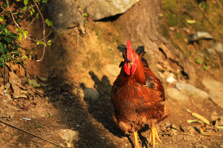 Rooster running in the sunsetの写真素材