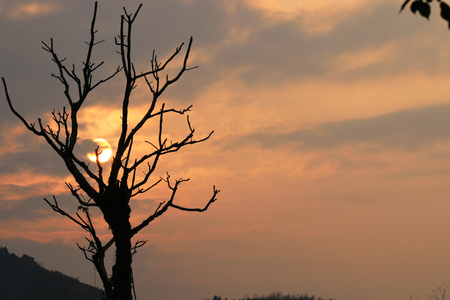 Old tree close-up under the sunsetの写真素材