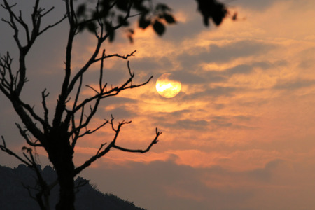 Old tree close-up under the sunsetの写真素材