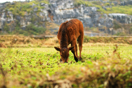 Small oxen grazing in the fieldの写真素材