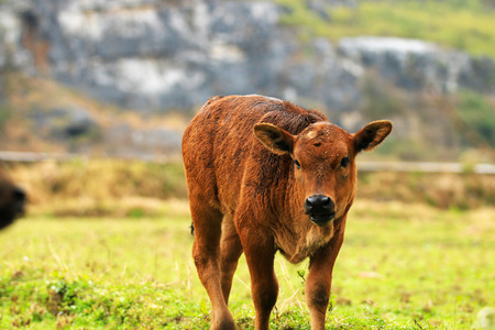 Little ox looking at the cameraの写真素材
