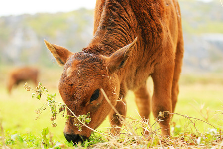Small oxen grazing in the fieldsの写真素材