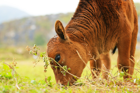 Calf grazing in the fieldの写真素材