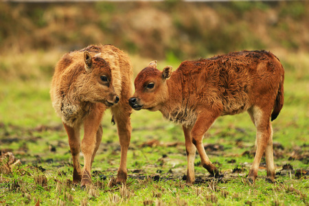 Little oxen playing in the fieldの写真素材