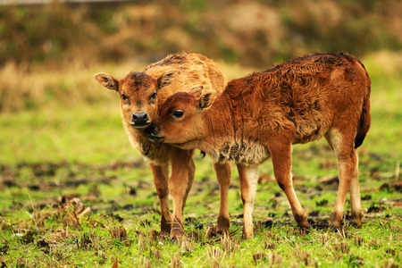 Little oxen playing in the field with relativesの写真素材