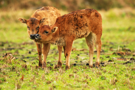 Little oxen playing in the fieldの写真素材