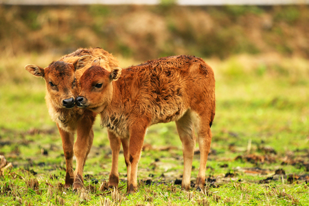 Little oxen playing in the fieldの写真素材