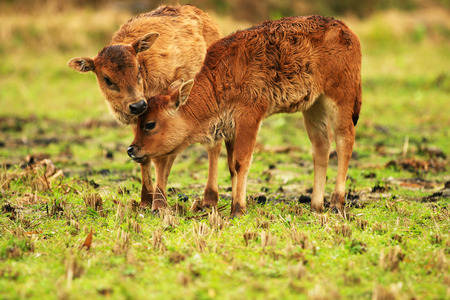 Little oxen playing in the fieldの写真素材