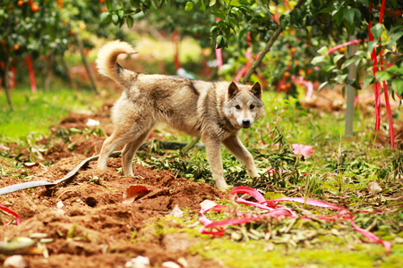 Chinese garden dog inside the orchardの写真素材