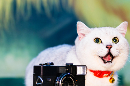 cat lying on the tableの写真素材