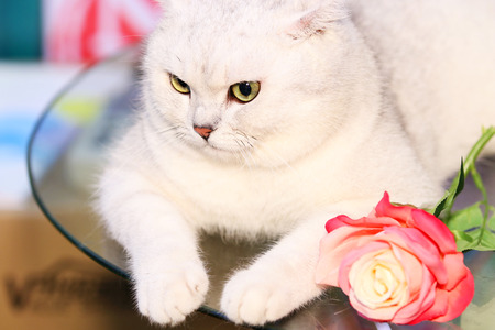 Beautiful short cat lying on the tableの写真素材