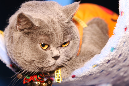 Cute british short cat lying on a chairの写真素材