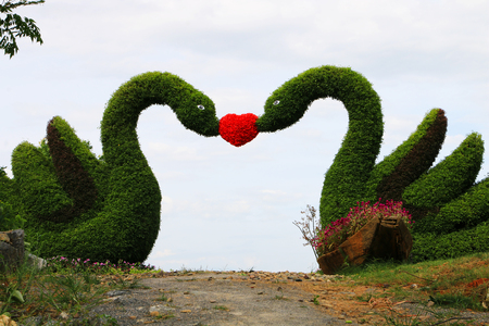 2 gardening swan with red heartsの写真素材