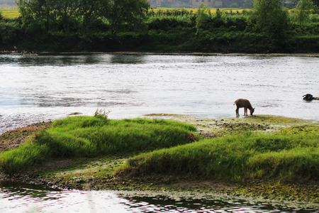 Calf grazing by the riverの写真素材