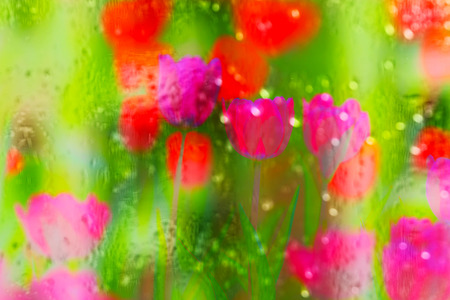 Park blooming tulip flowersの写真素材