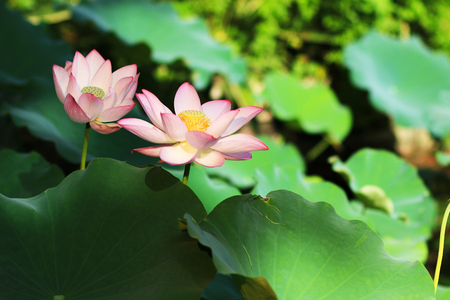 Lotus flower blooming in summer pondの写真素材