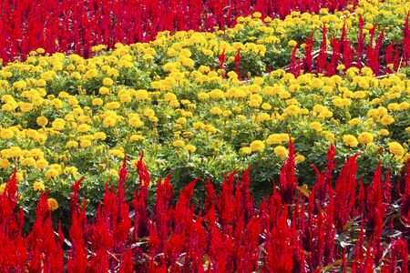 Flowers blooming in the gardenの写真素材