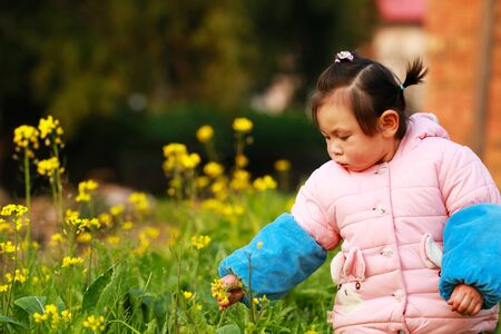 Little girl picking canola flowersの写真素材