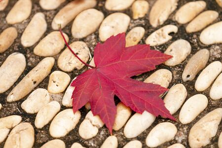 Maple leaf closeup on goose warm stoneの写真素材