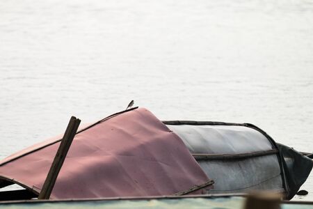 Little bird standing on the boatの写真素材