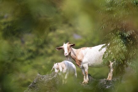 Goat at the mountainの写真素材