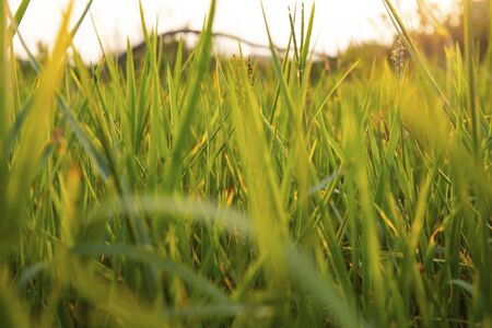 Golden rice field in the sunset