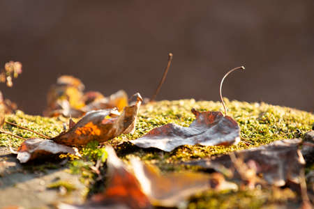 autumn golden leavesの写真素材