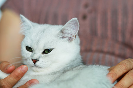Pet cat lying on lapの写真素材