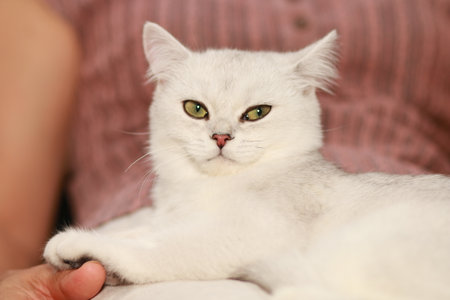 Pet cat lying on lapの写真素材