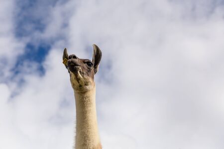 Peruvian Lamma low shotの写真素材