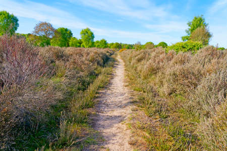 A straight, narrow path runs between tall heather across Barnby Heath to a distant Sherwood Forestの写真素材