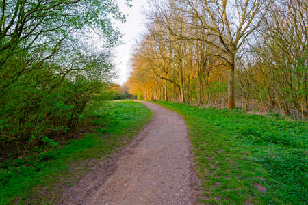 Early morning sun lights up trees at the side of a footpath. An empty bench stands at the side of...
