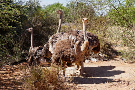 A group of ostrich in among shrubs and bushes with two eggs on the floorの写真素材