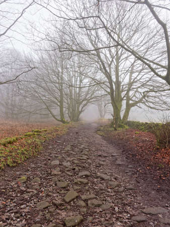 Tall, bare trees fringe a cobbled lane on a cold and damp foggy day.